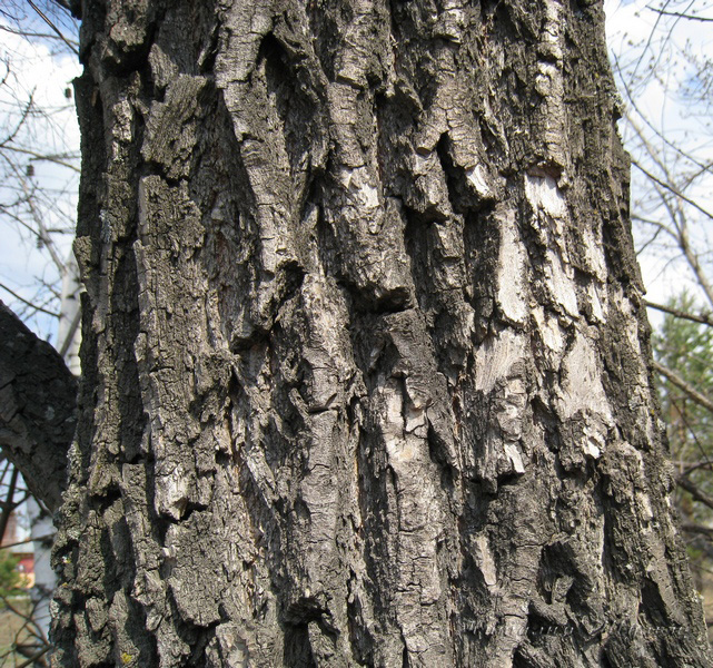 Image of Salix alba specimen.