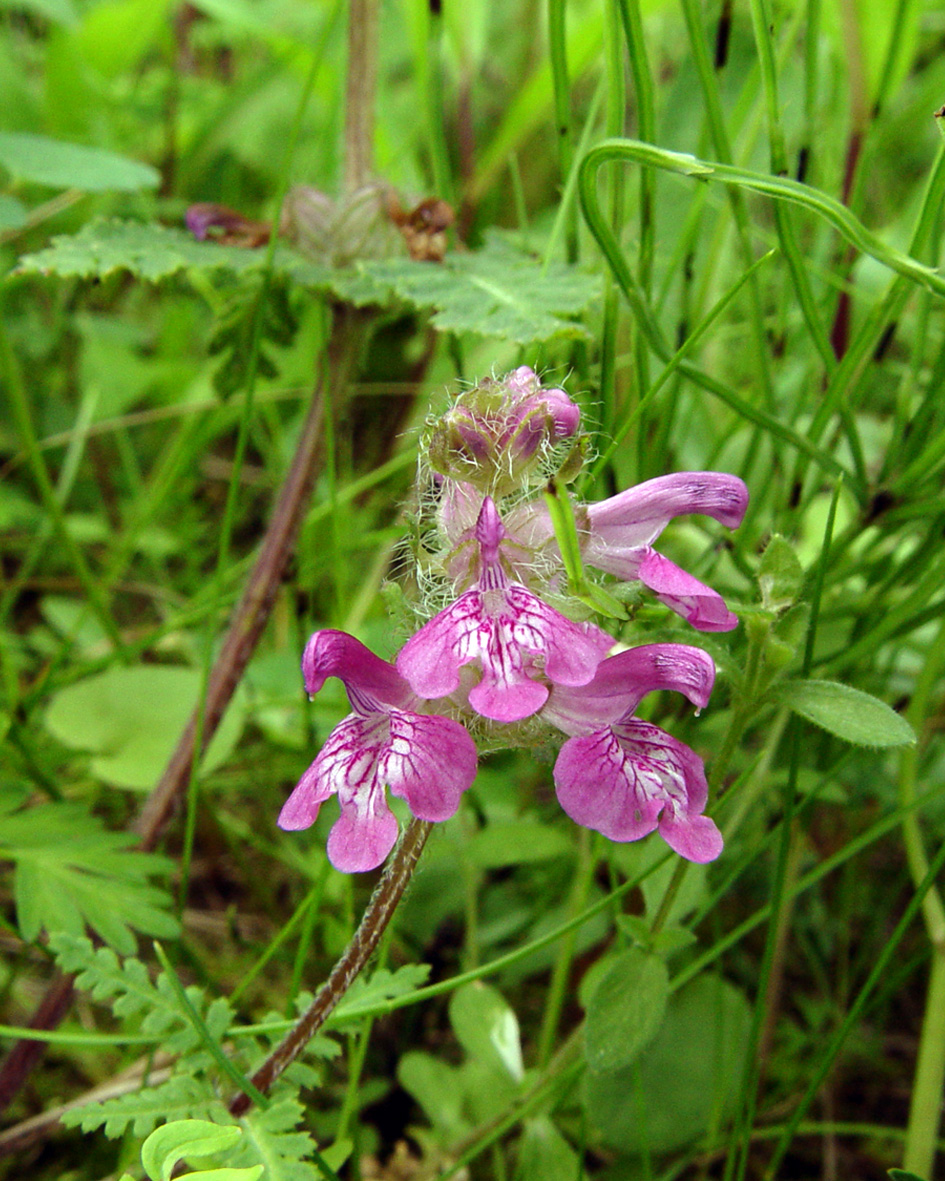 Изображение особи Pedicularis verticillata.