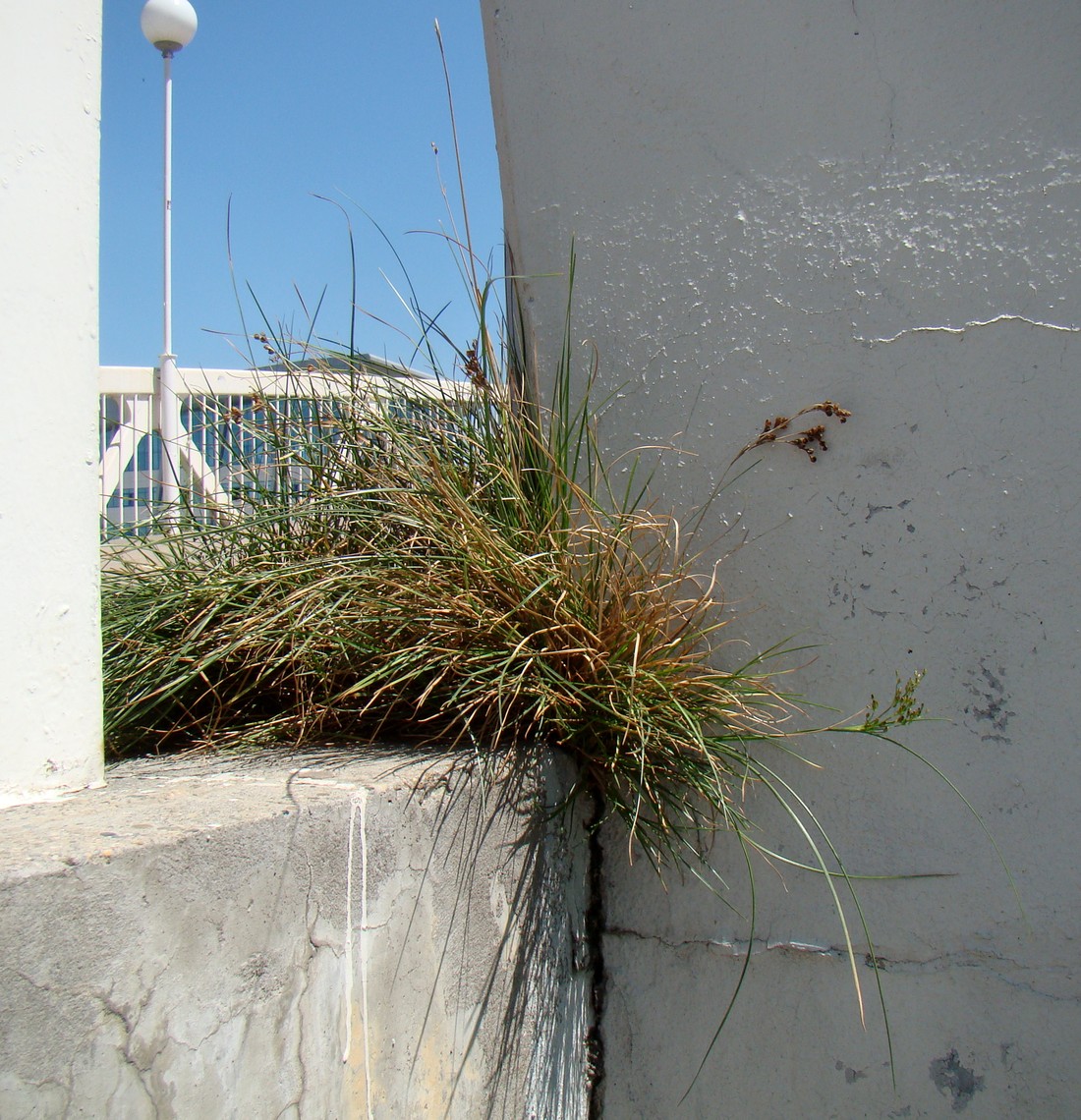 Image of Juncus gerardi specimen.