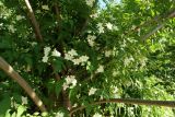 Jasminum officinale