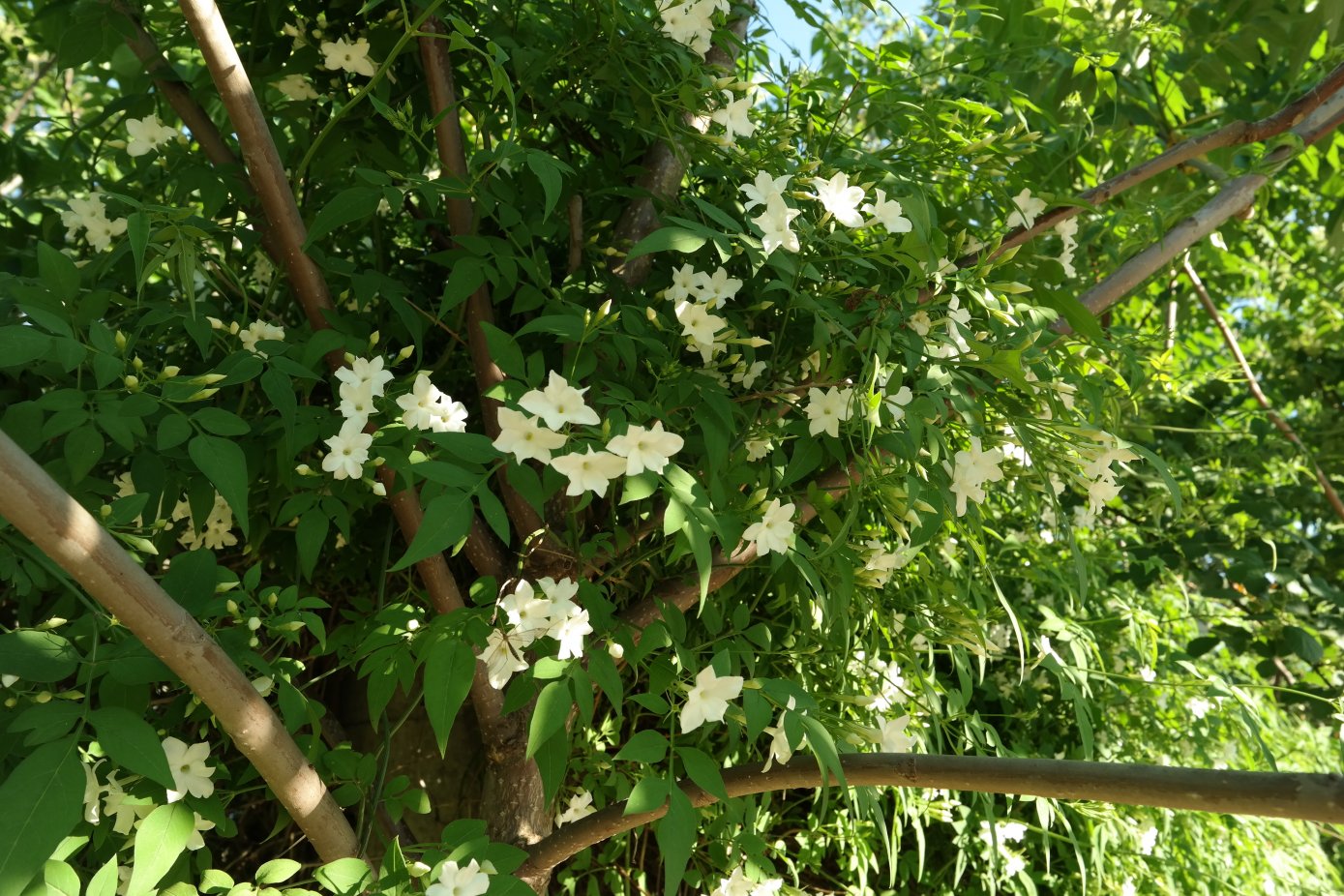 Изображение особи Jasminum officinale.