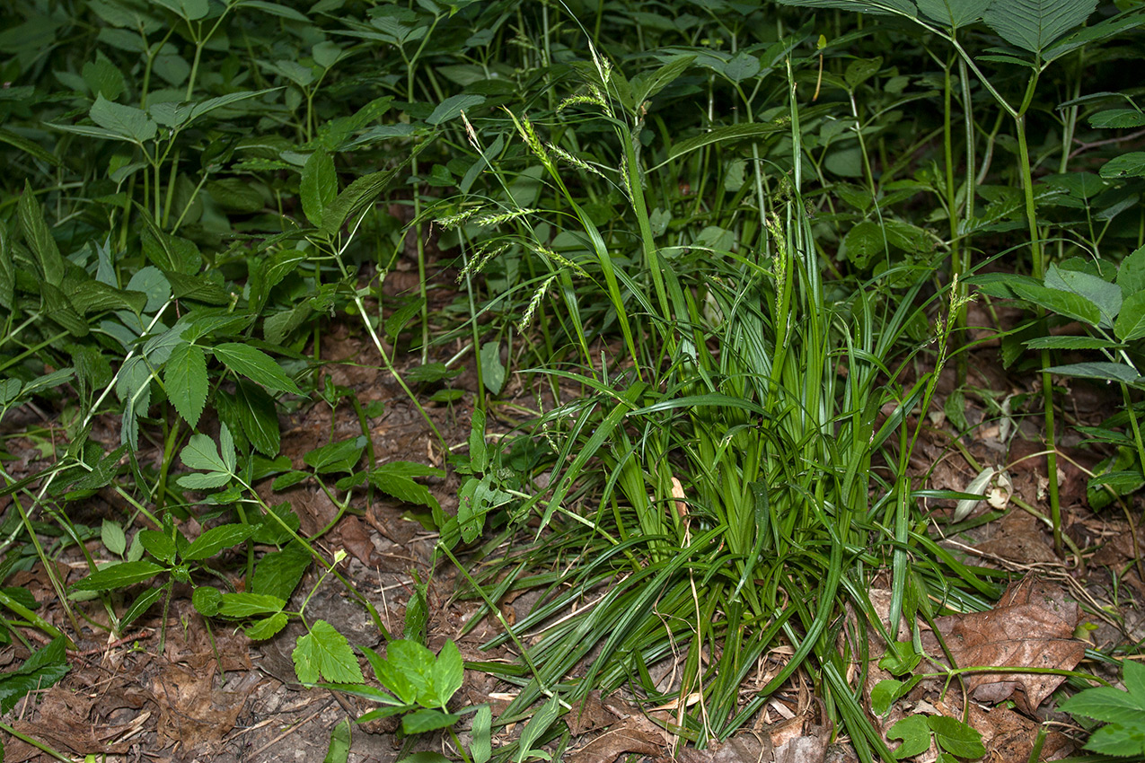 Image of Carex sylvatica specimen.