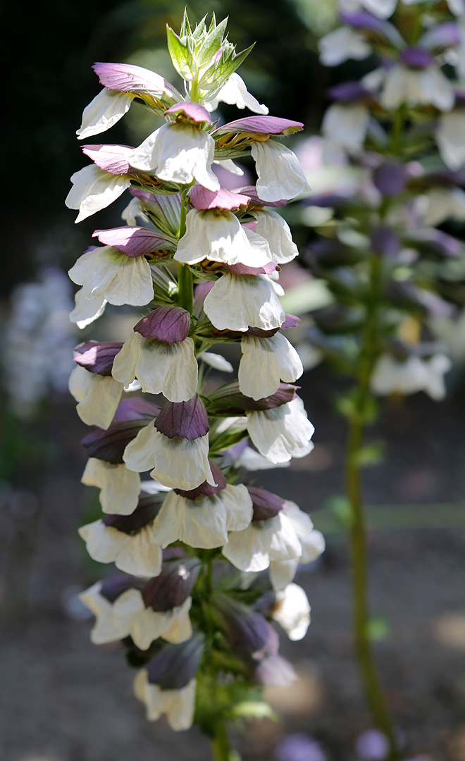 Image of Acanthus mollis specimen.