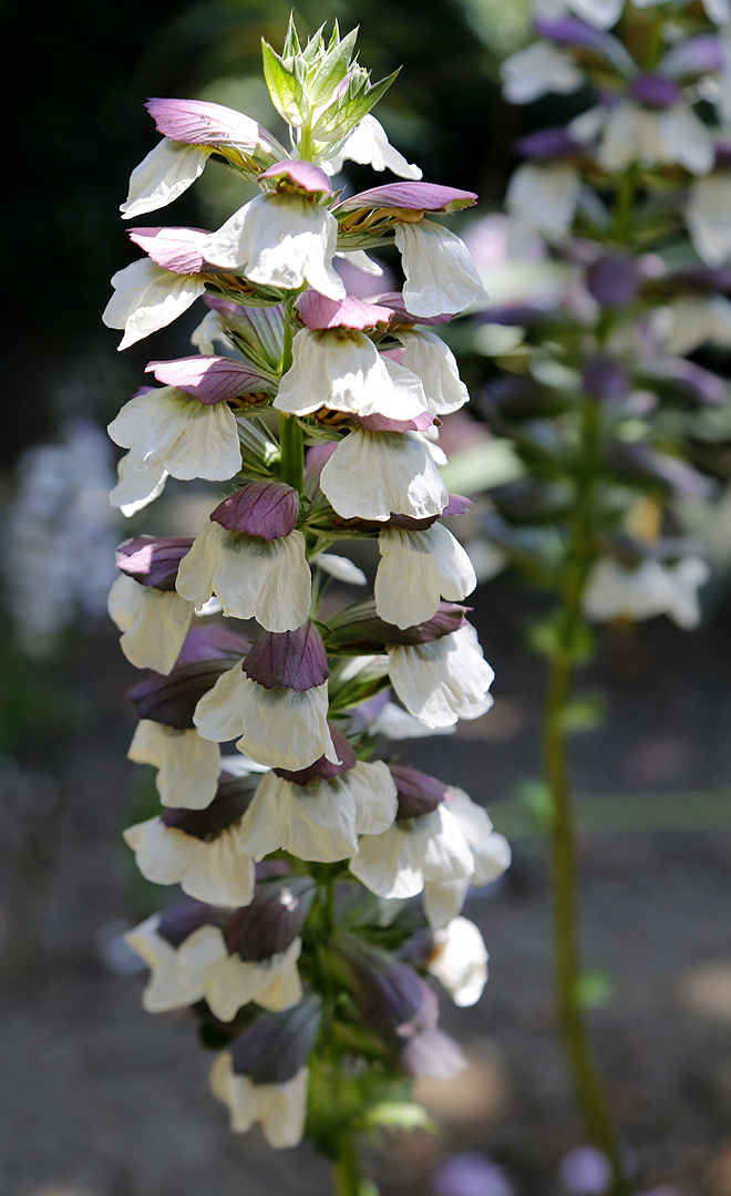 Изображение особи Acanthus mollis.