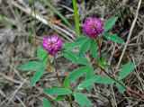 Trifolium medium. Верхушки цветущих растений. Московская обл., Воскресенский р-н, Лопатинские карьеры, посадки сосны. 19.06.2018.