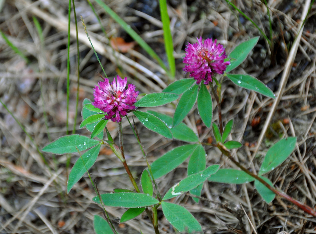 Изображение особи Trifolium medium.