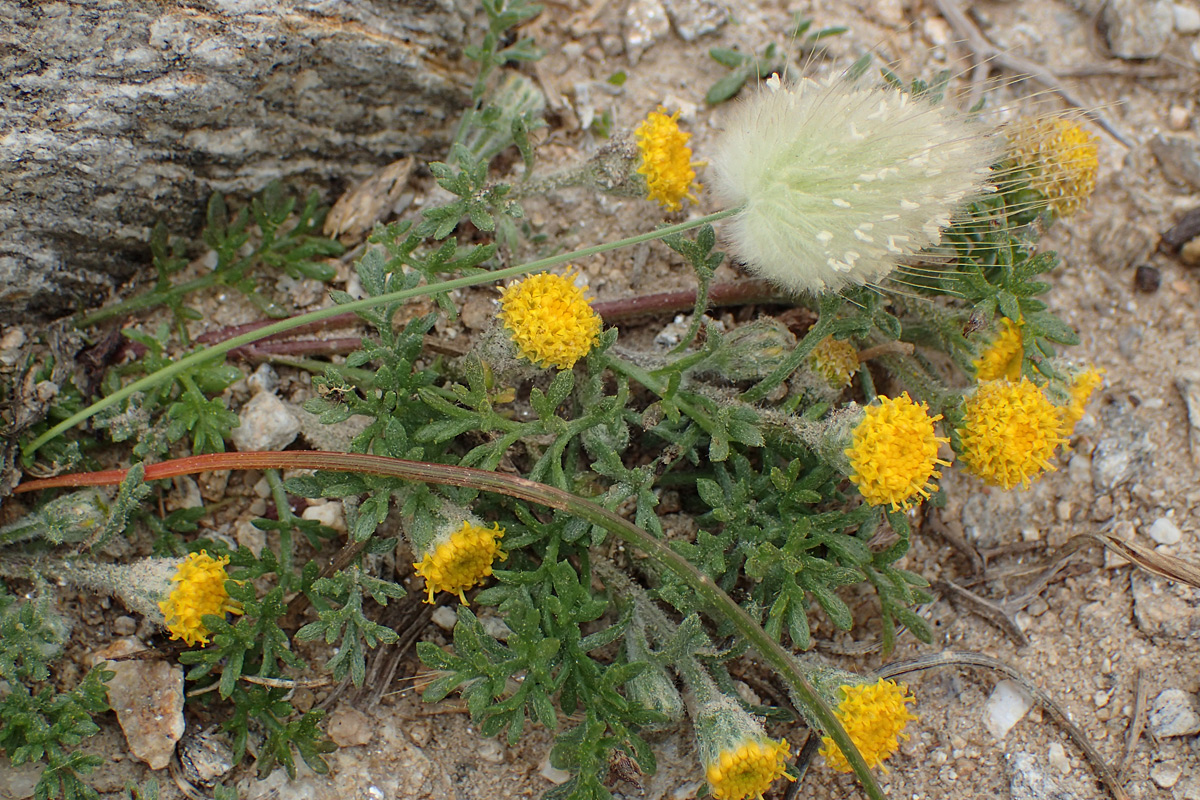 Изображение особи Anthemis rigida.