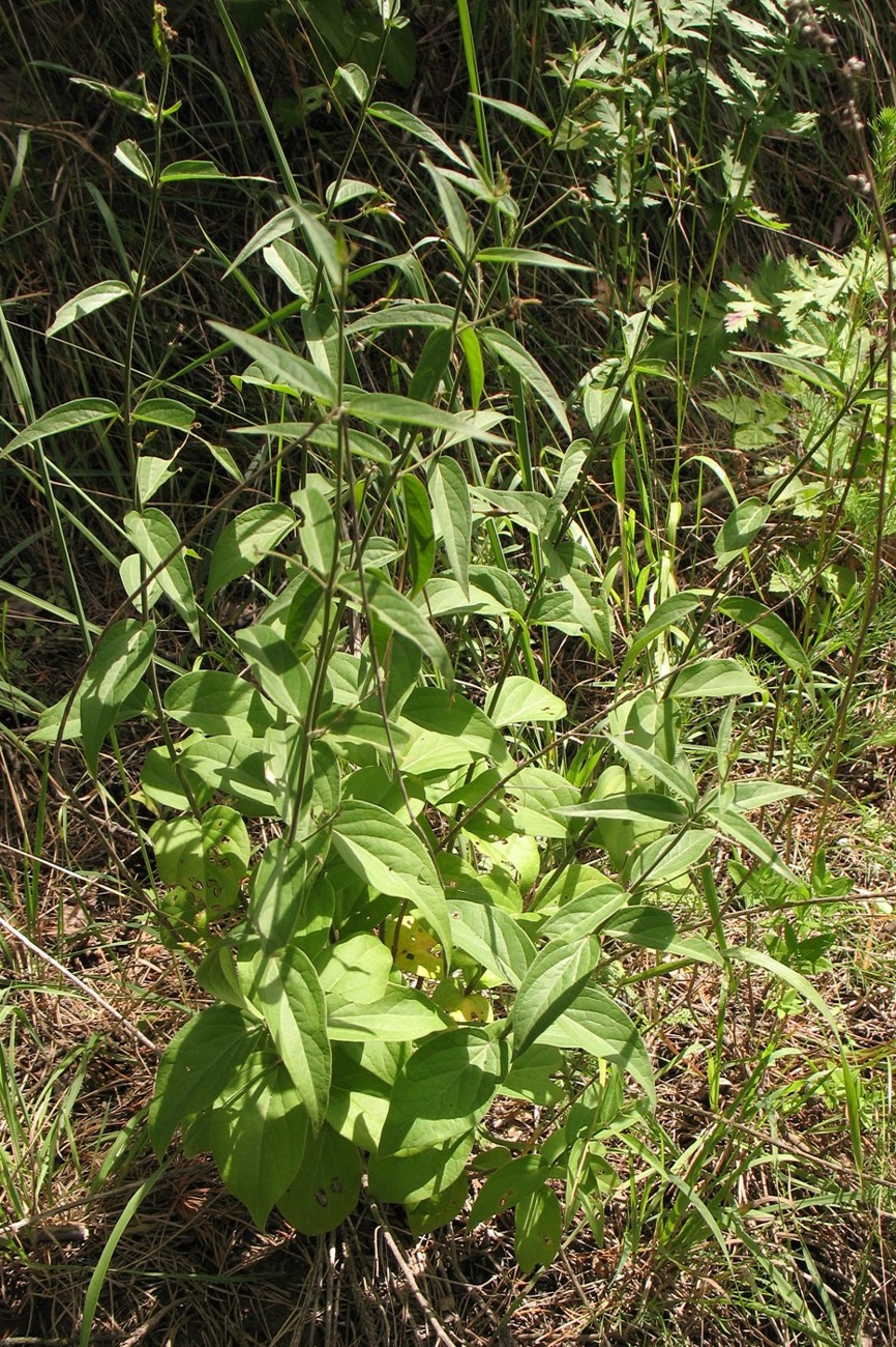 Image of Vincetoxicum hirundinaria specimen.