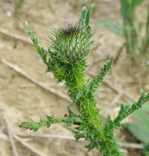 Image of genus Carduus specimen.