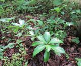 Skimmia repens. Вегетирующее растение. Московская обл., в культуре. 15.07.2018.