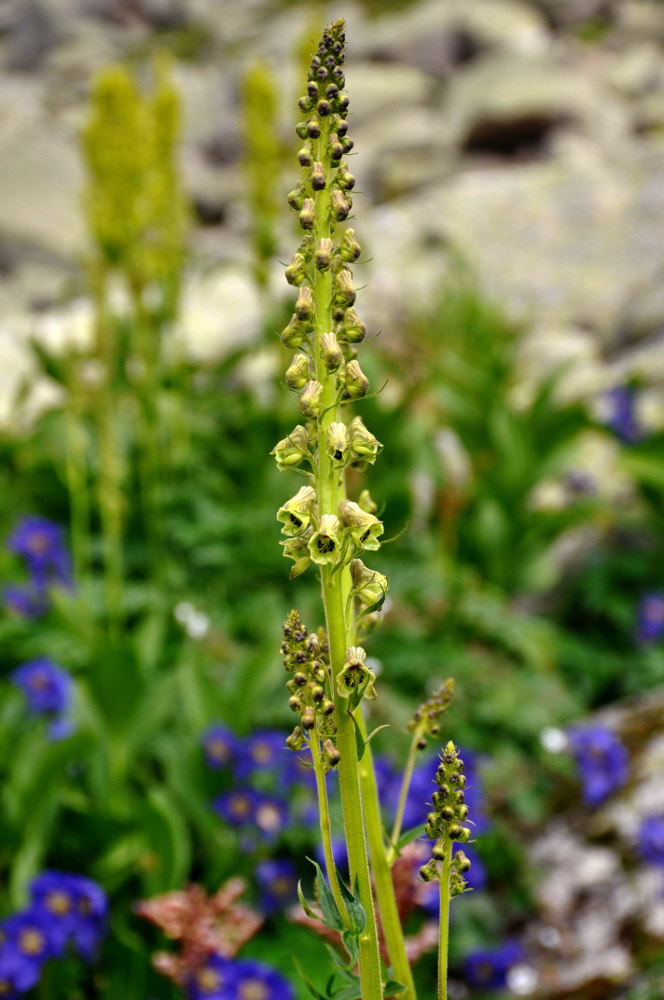 Image of Aconitum sajanense specimen.