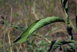 Centaurea abnormis