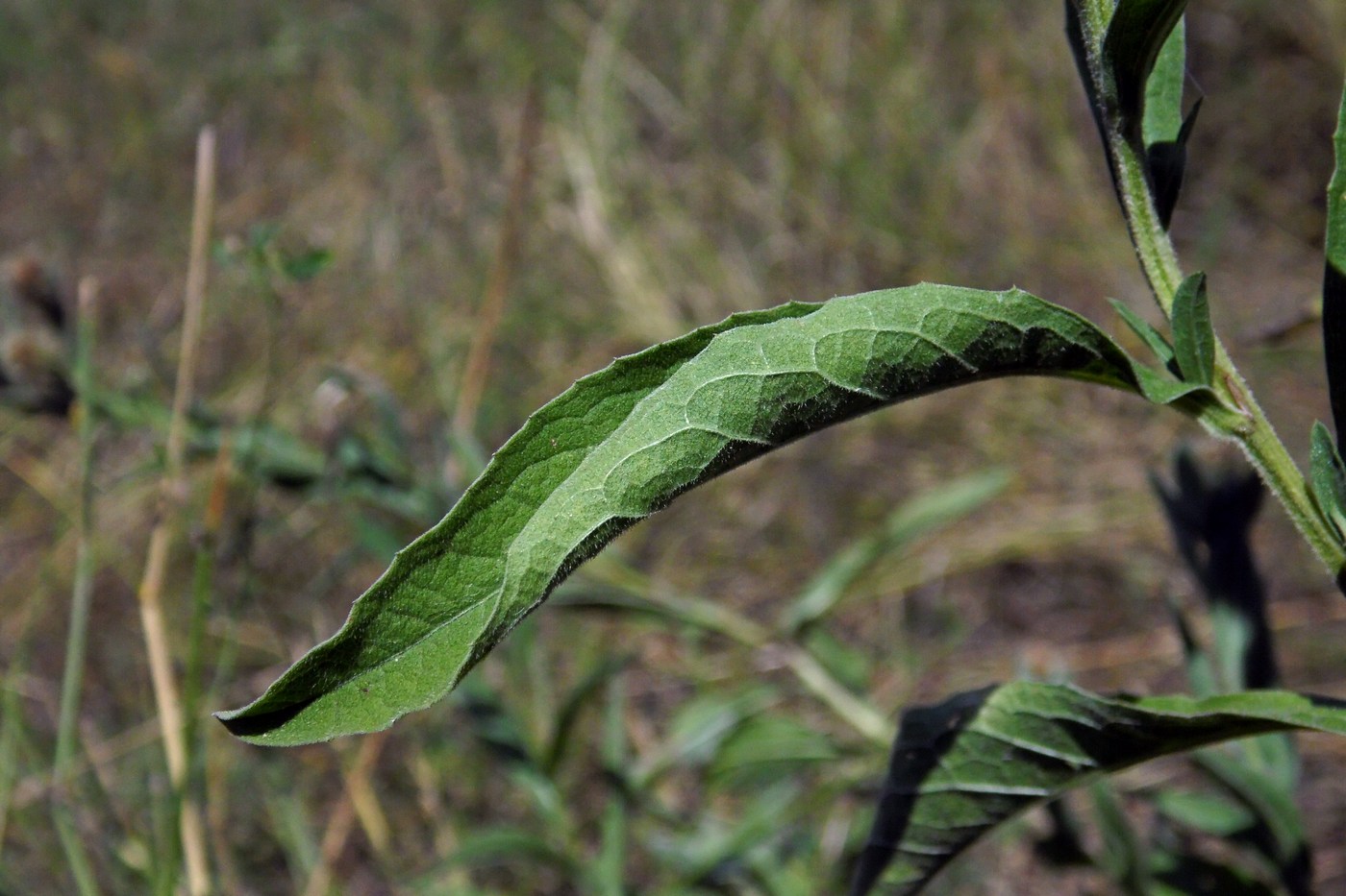 Изображение особи Centaurea abnormis.