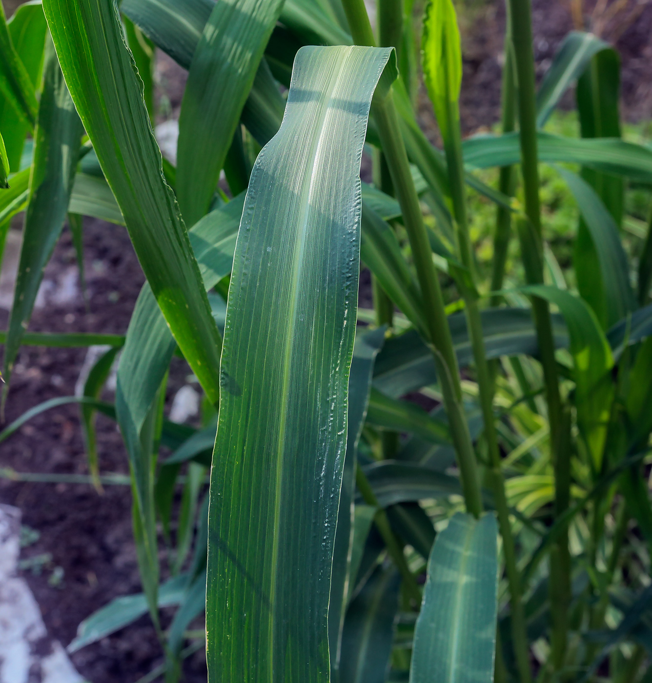 Image of Setaria italica specimen.