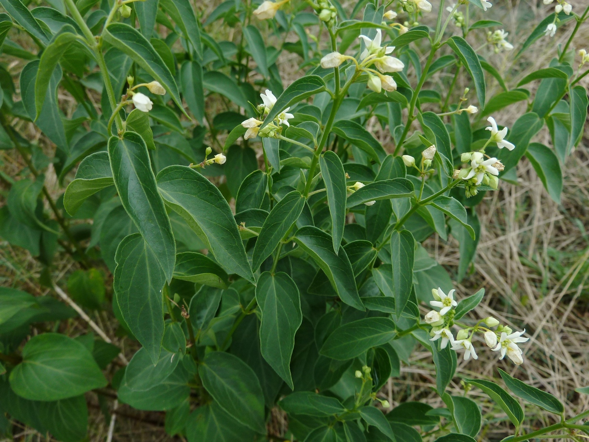 Image of Vincetoxicum hirundinaria specimen.