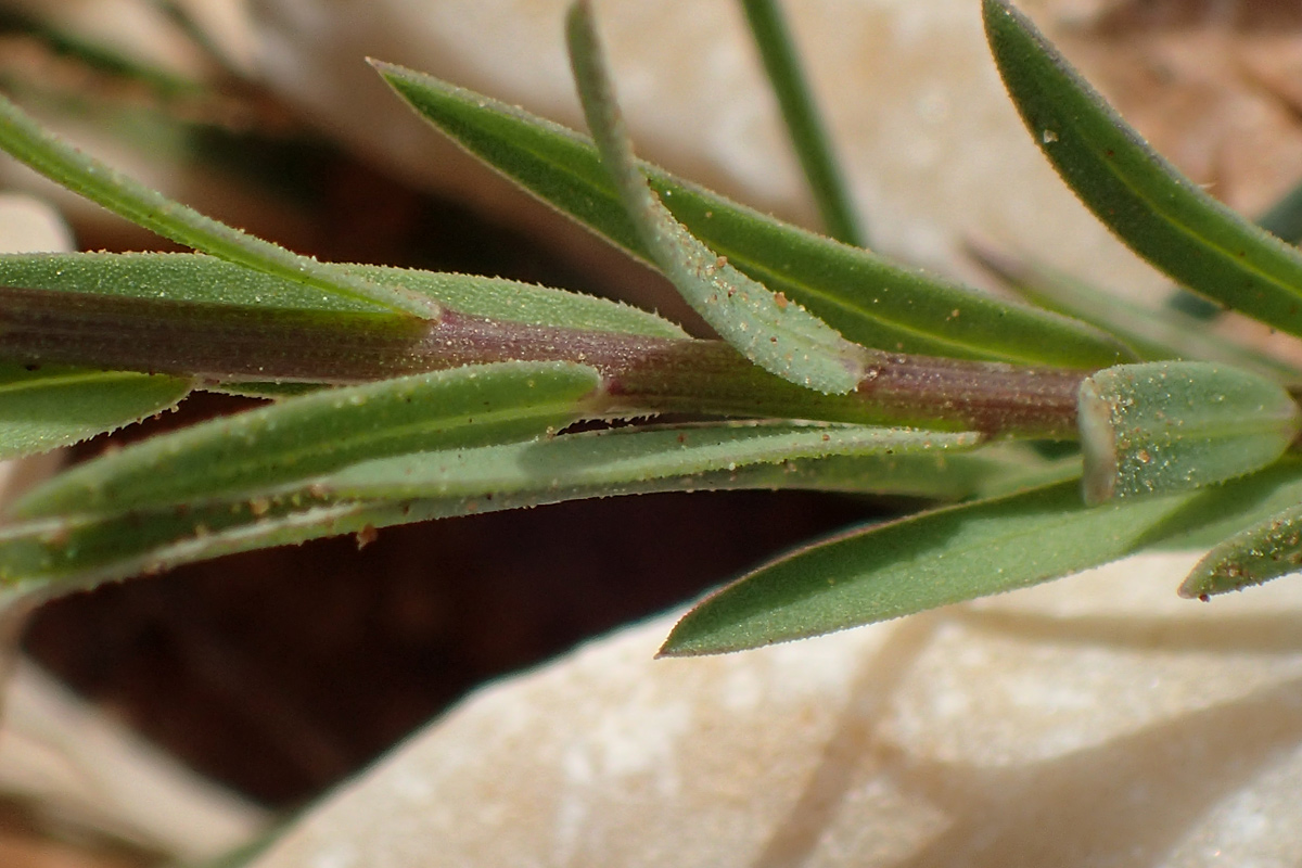 Image of Linum strictum ssp. spicatum specimen.