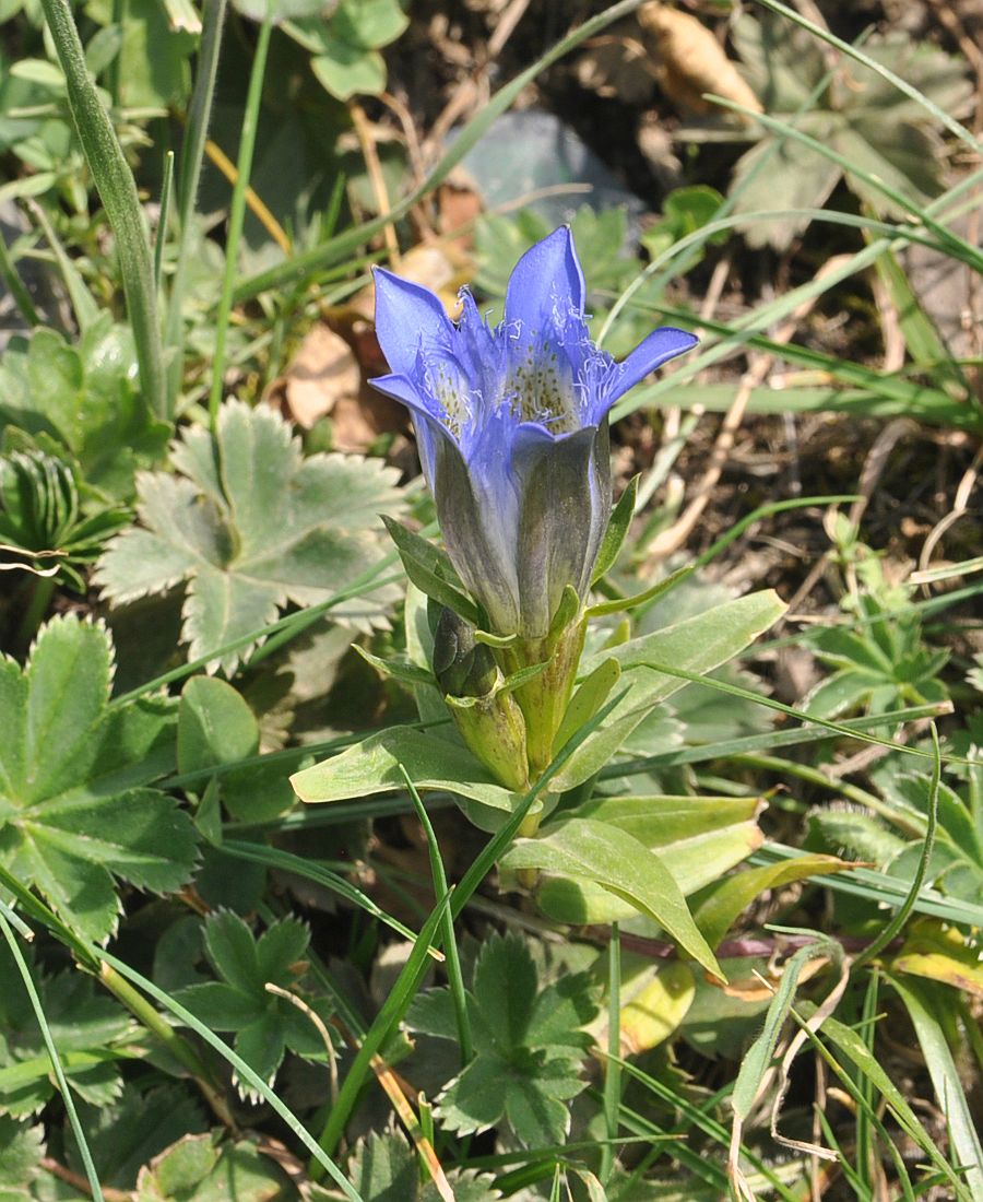 Image of Gentiana septemfida specimen.