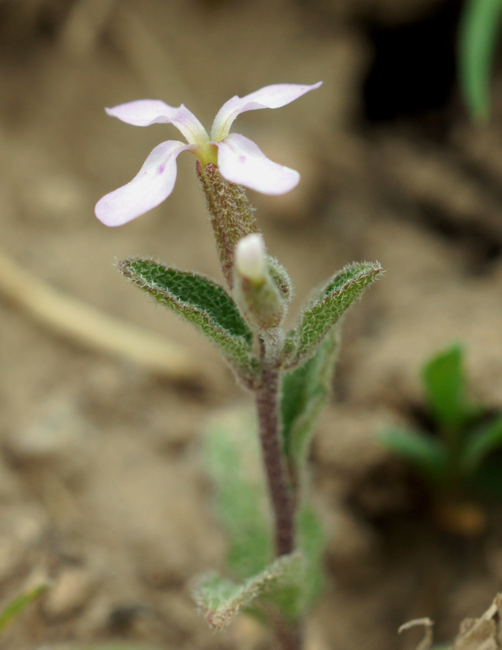 Image of genus Strigosella specimen.