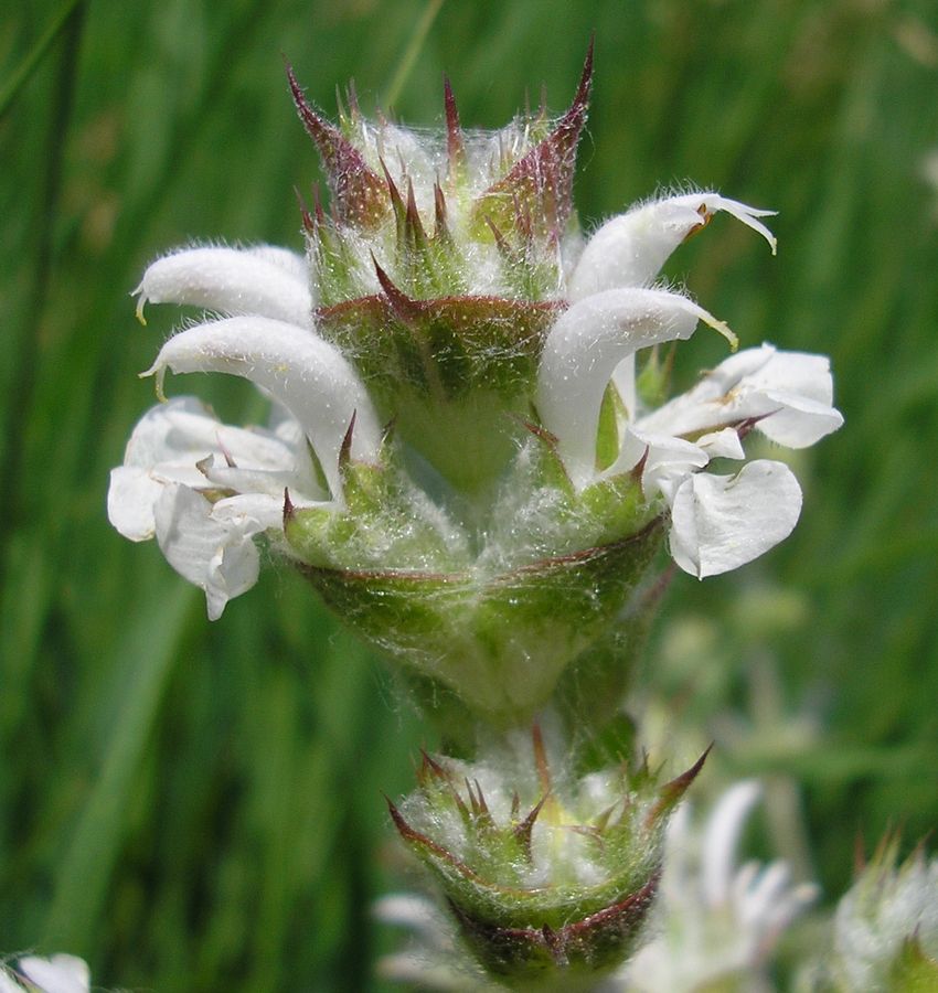 Изображение особи Salvia aethiopis.