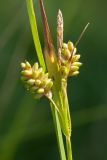 Carex pallescens. Часть побега с соплодиями и отцветшим мужским соцветием. Ленинградская обл., Волосовский р-н, верхнее течение р. Оредеж, суходольный луг. 14.07.2018.