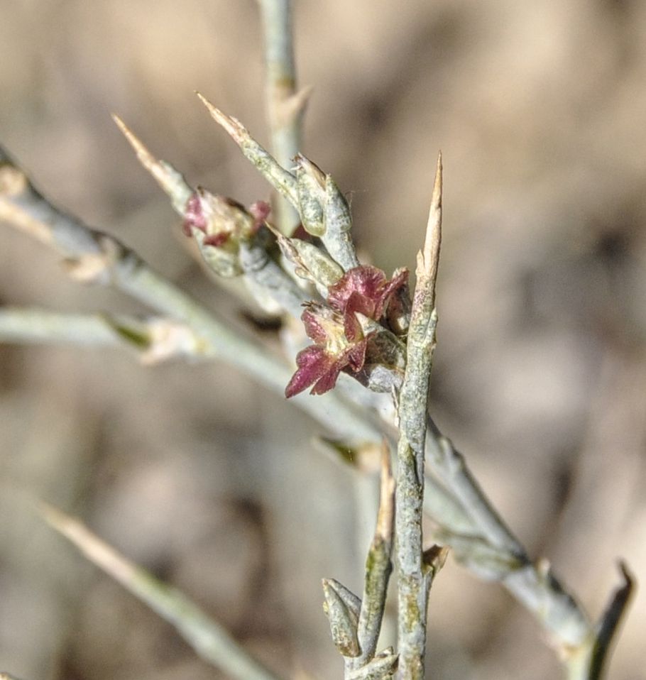 Изображение особи Noaea mucronata.