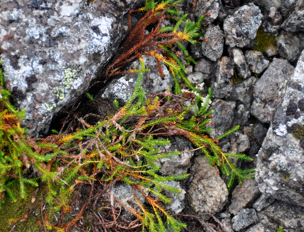Image of Harrimanella hypnoides specimen.