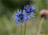 Jasione montana. Верхушки побегов с соцветиями. Украина, Ивано-Франковская обл., Болеховский горсовет, Поляницкий сельсовет, Поляницкий региональный ландшафтный парк, горный луг. 22.07.2018.