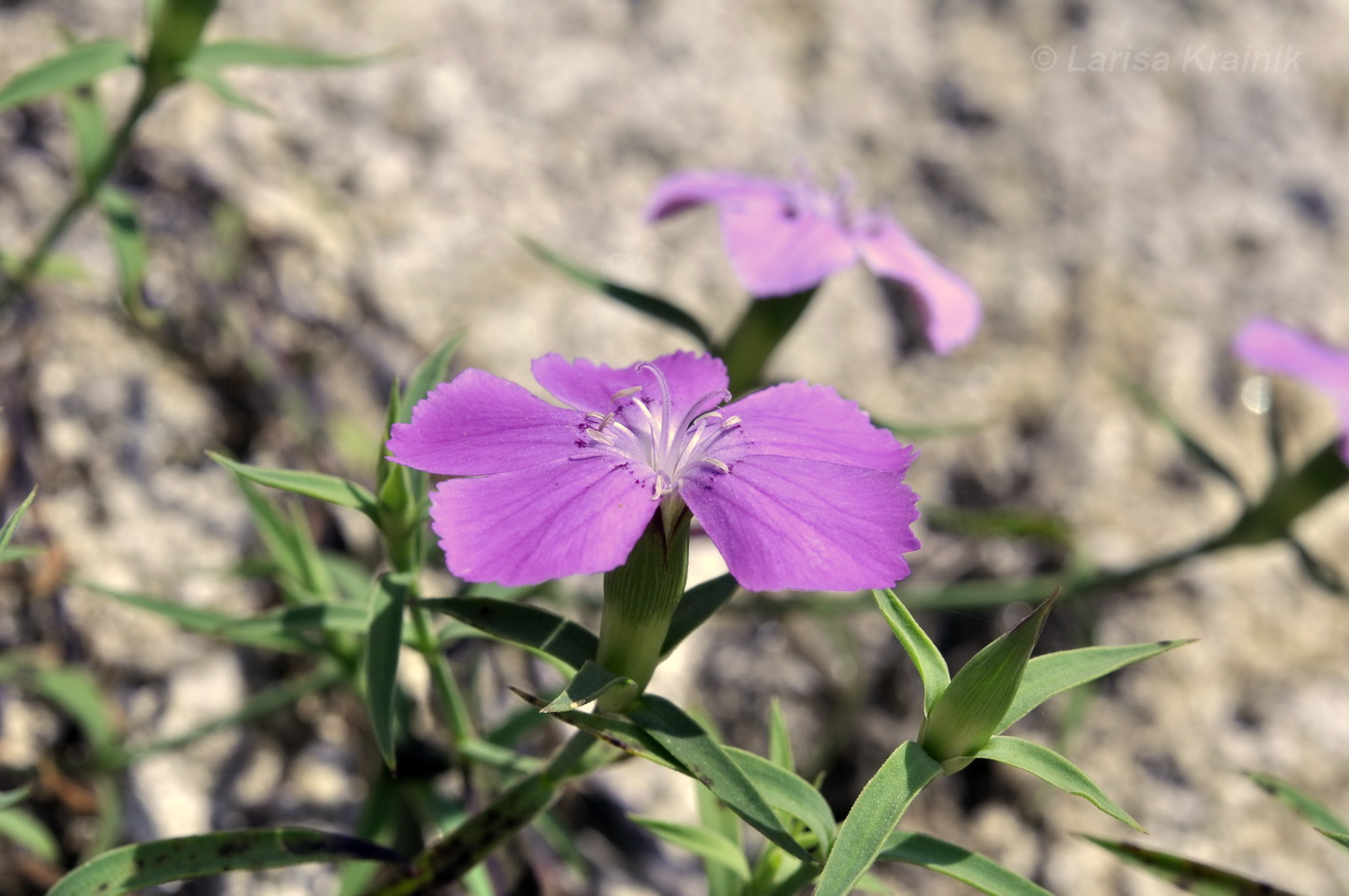 Image of Dianthus chinensis specimen.