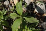 Helianthus tuberosus