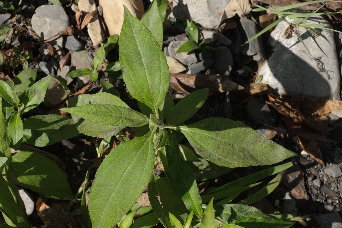 Изображение особи Helianthus tuberosus.