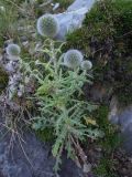 Echinops humilis