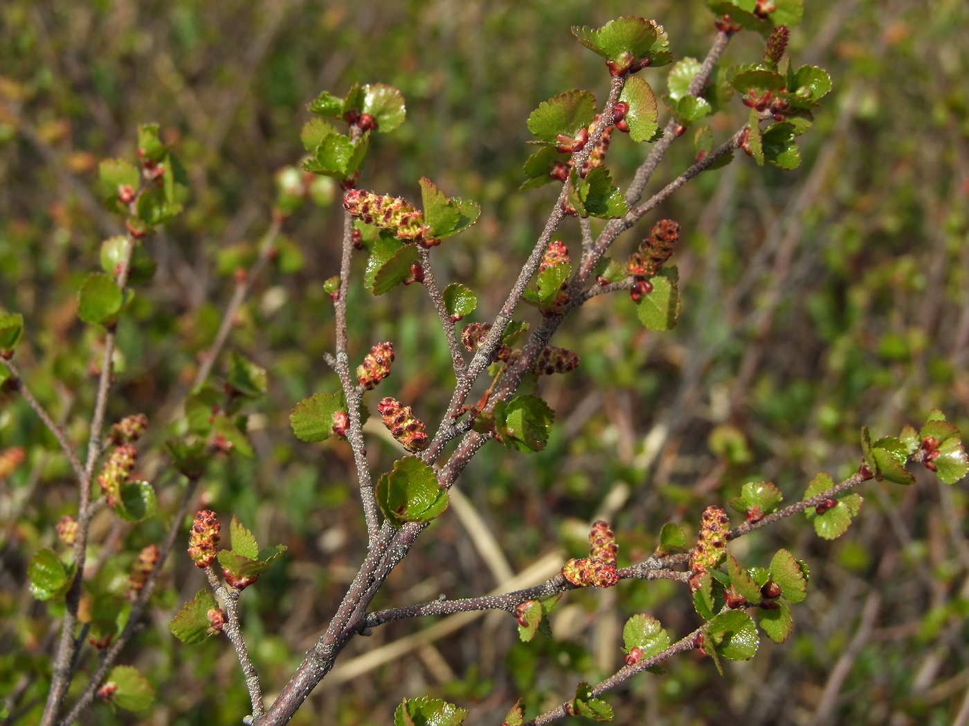 Изображение особи Betula divaricata.