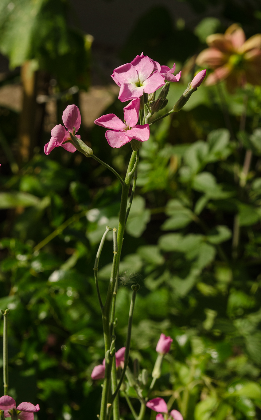 Изображение особи Matthiola incana.