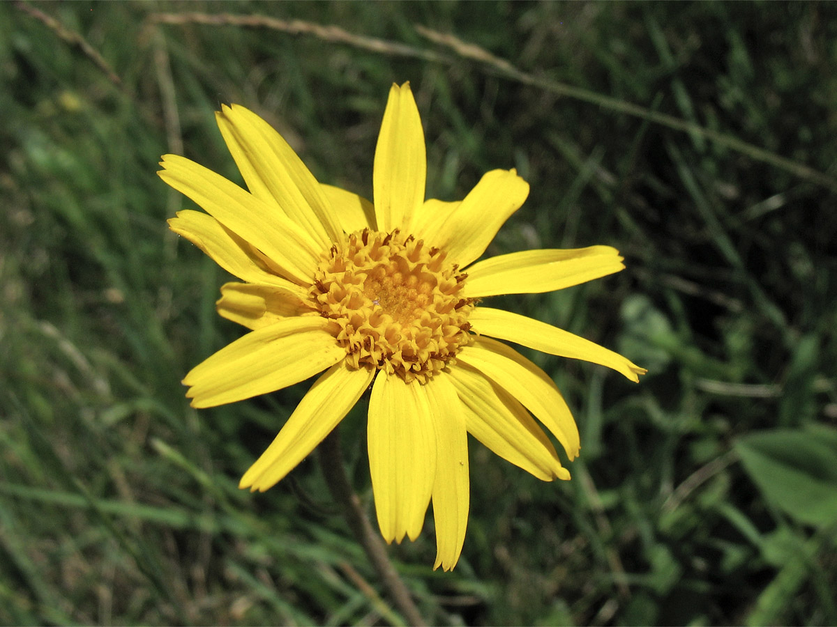 Изображение особи Arnica montana.