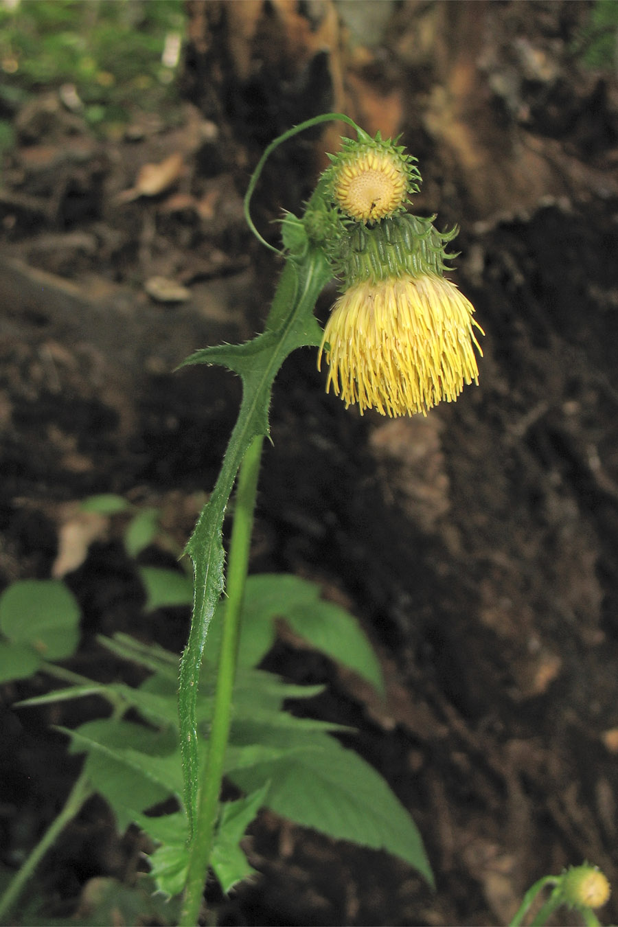 Изображение особи Cirsium erisithales.