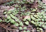 Lobelia nummularia