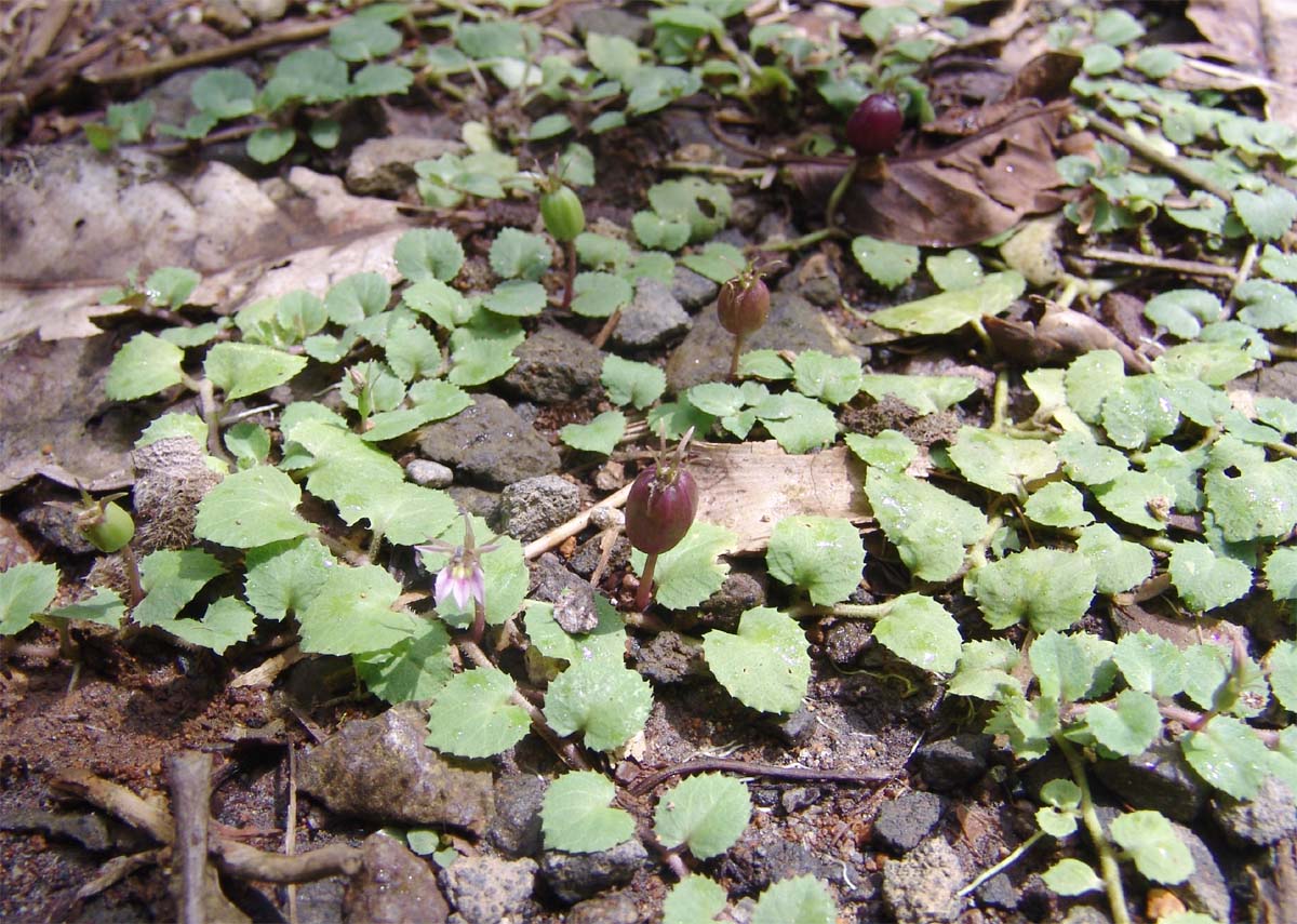 Image of Lobelia nummularia specimen.