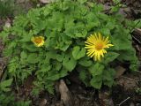 Doronicum carpaticum. Цветущие растения. Украина, Ивано-Франковская обл., Верховинский р-н, хр. Черногора, ≈ 1400 м н.у.м., ольховое криволесье, на берегу ручья. 4 июня 2009 г.