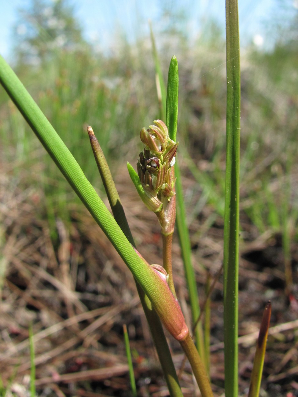 Изображение особи Scheuchzeria palustris.