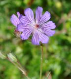 Image of taxon representative. Author is Роланд Цандекидис