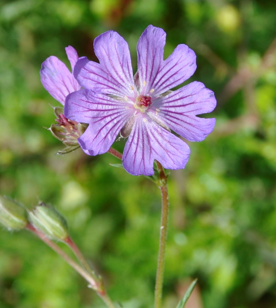 Изображение особи Geranium tuberosum.