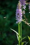 Dactylorhiza fuchsii. Верхушка цветущего растения. Кировская обл., г. Киров, Ботанический сад Вятского государственного университета, в культуре. 29.06.2018.