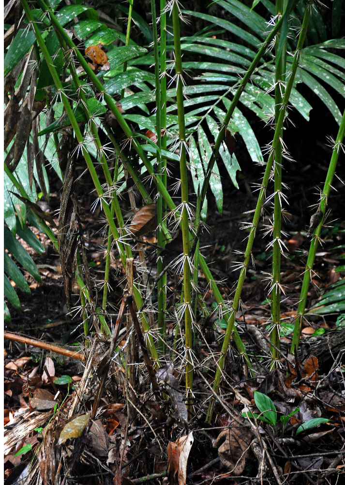 Image of Eleiodoxa conferta specimen.