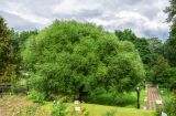 Salix fragilis var. sphaerica