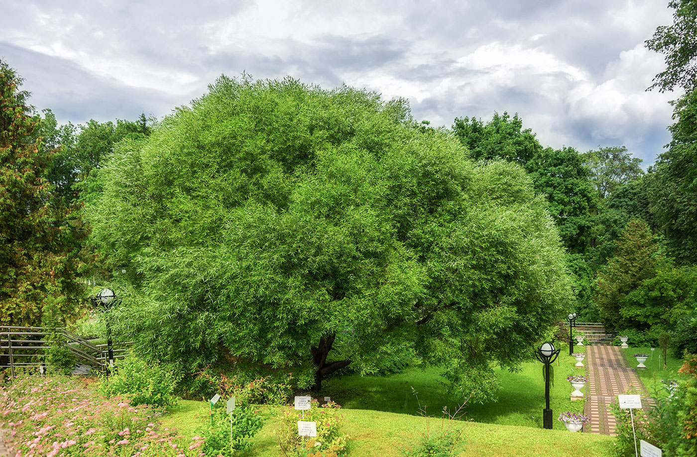 Изображение особи Salix fragilis var. sphaerica.