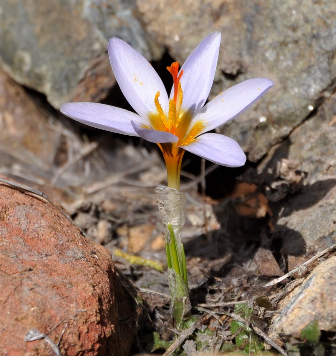 Изображение особи Crocus cyprius.