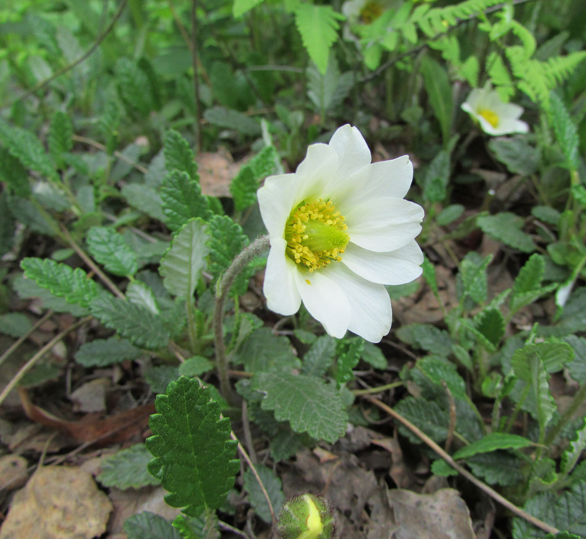 Изображение особи Dryas octopetala.