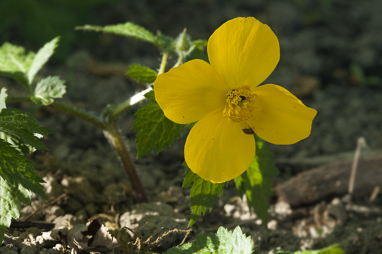 Изображение особи Hylomecon vernalis.