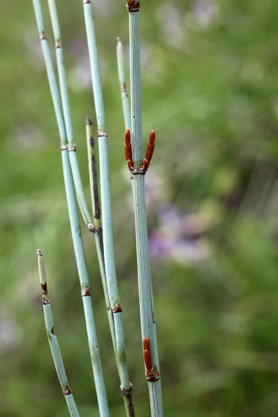 Image of Ephedra intermedia specimen.