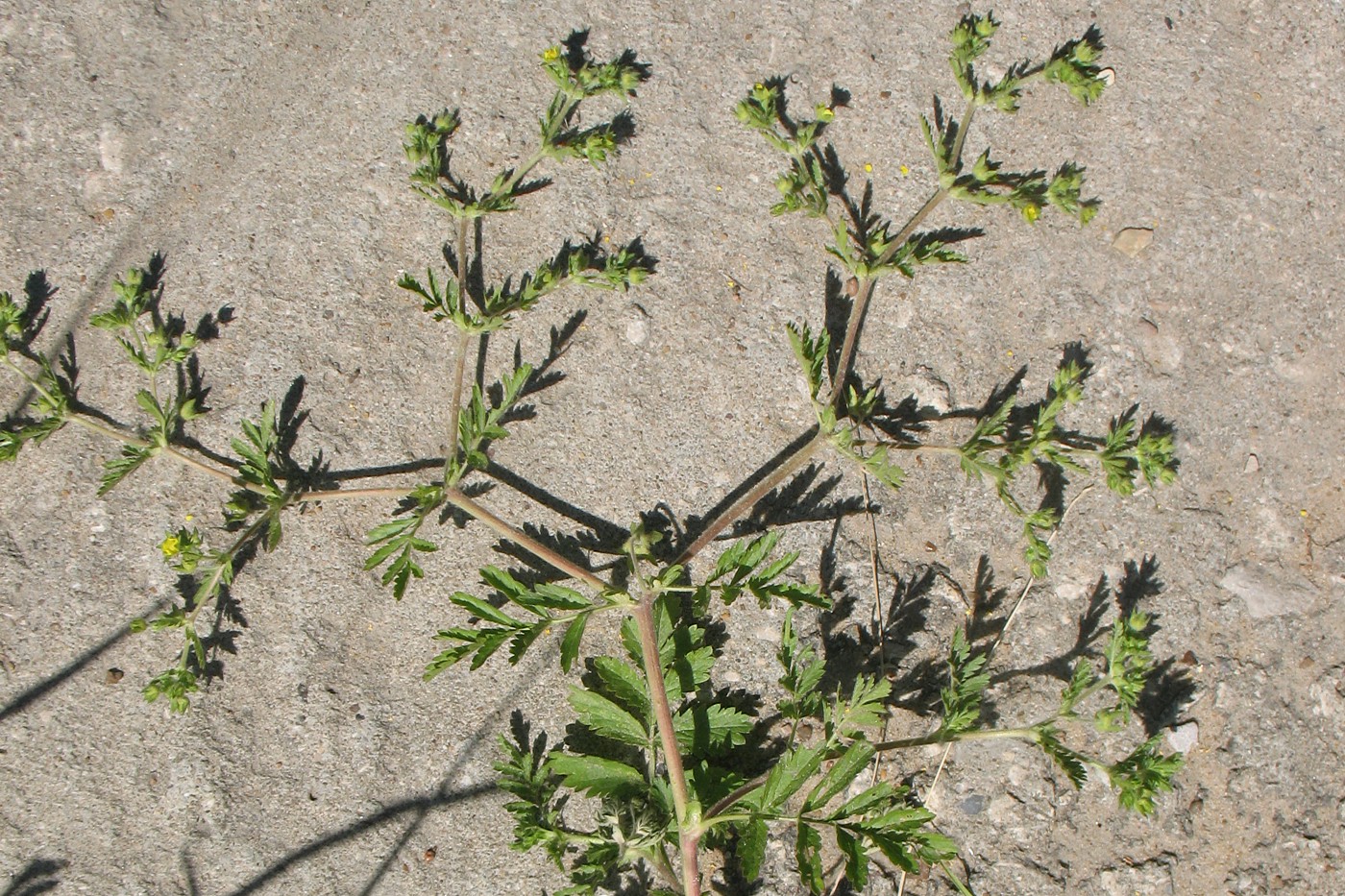 Image of Potentilla supina specimen.